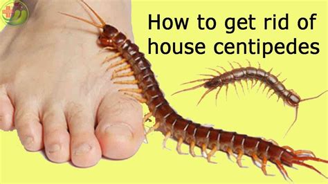how to get rid of house centipedes.